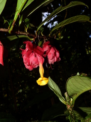 Drymonia coccinea
