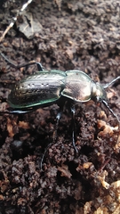 Carabus arvensis