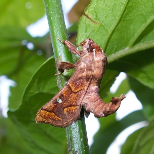 Polygrammodes cyamon