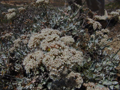 Eriogonum grande timorum