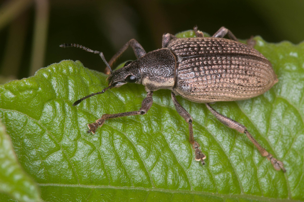 Diaprepes famelicus