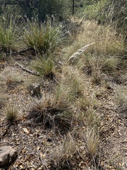 Muhlenbergia emersleyi