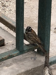 Zonotrichia capensis