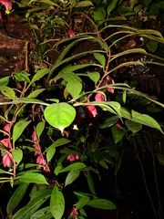 Drymonia coccinea