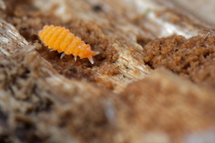 Bilobella