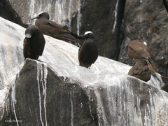 Anous minutus atlanticus