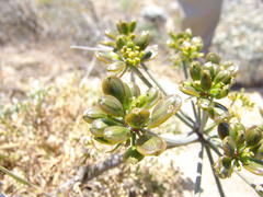 Lomatium insulare