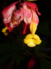 Drymonia coccinea