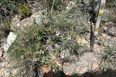 Pachypodium bispinosum
