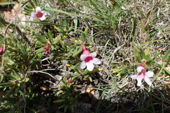 Pachypodium bispinosum
