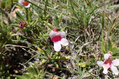 Pachypodium bispinosum