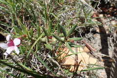 Pachypodium bispinosum
