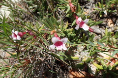 Pachypodium bispinosum