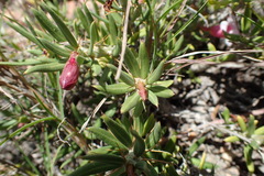 Pachypodium bispinosum
