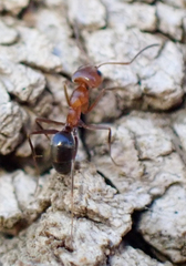 Dorymyrmex bicolor