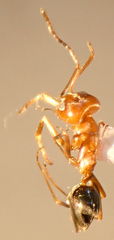 Dorymyrmex bicolor