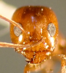 Dorymyrmex bicolor