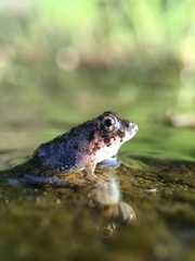 Fejervarya kawamurai