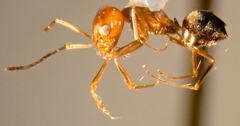 Dorymyrmex bicolor