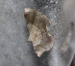 Esthlodora versicolor