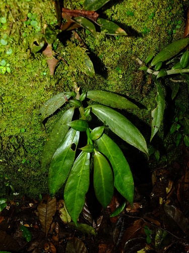 Drymonia psilocalyx