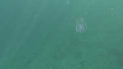 Bolinopsis microptera