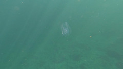 Bolinopsis microptera