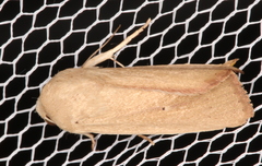 Leucania abdominalis