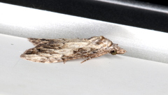 Nola pleurochorda