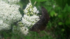 Pellicia arina