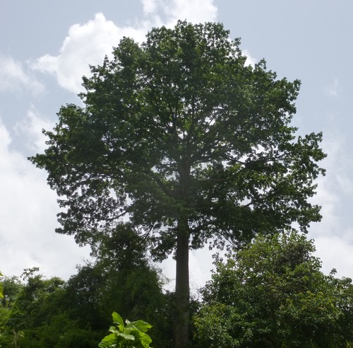 Kapok Tree