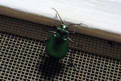 Calosoma schayeri