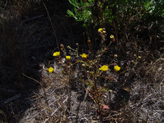 Malacothrix foliosa polycephala