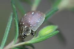 Paropsis aegrota