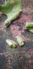 Dasineura violahirtae