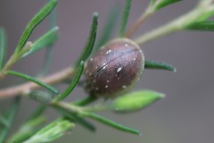 Paropsis aegrota