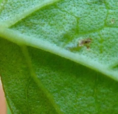 Pterygota