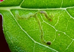 Pterygota