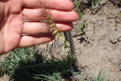 Holothrix burchellii