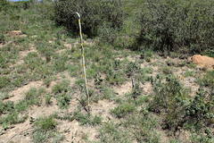 Holothrix burchellii