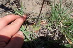 Holothrix burchellii