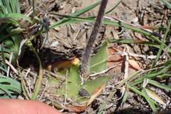 Holothrix burchellii