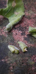 Dasineura violahirtae