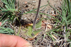 Holothrix burchellii