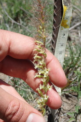 Holothrix burchellii