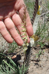 Holothrix burchellii