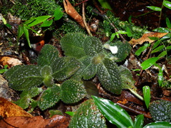 Episcia sphalera