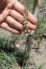 Holothrix burchellii