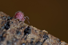 Caprainea marginata
