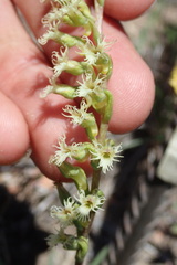 Holothrix burchellii